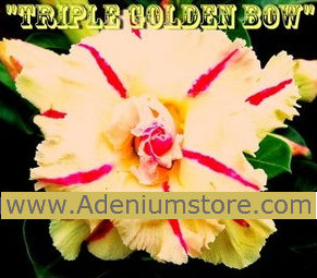 (image for) Adenium Seeds \'Triple Golden Bow\' 5 Seeds